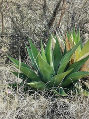 Agave gentryi