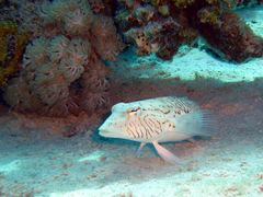 Parapercis hexophtalma