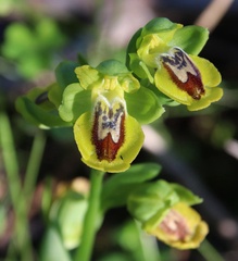 Ophrys lutea