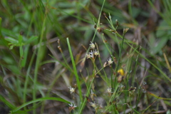 Juncus pelocarpus