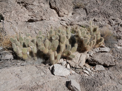 Opuntia diploursina