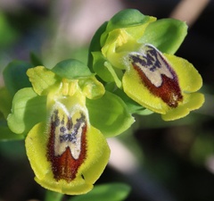 Ophrys lutea