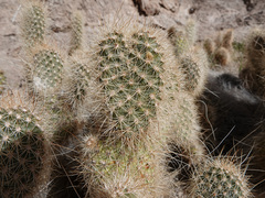 Opuntia diploursina