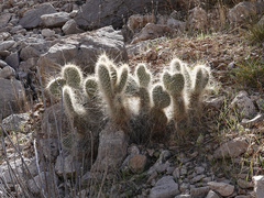 Opuntia diploursina