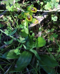 Ophrys lutea