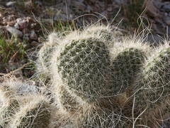 Opuntia diploursina