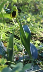 Ophrys lutea