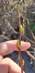Salix laevigata