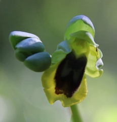 Ophrys lutea