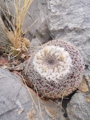 Mammillaria chionocephala