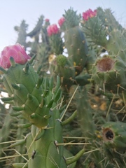 Austrocylindropuntia subulata