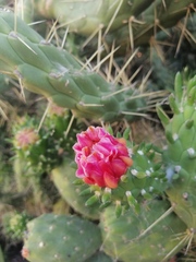 Austrocylindropuntia subulata