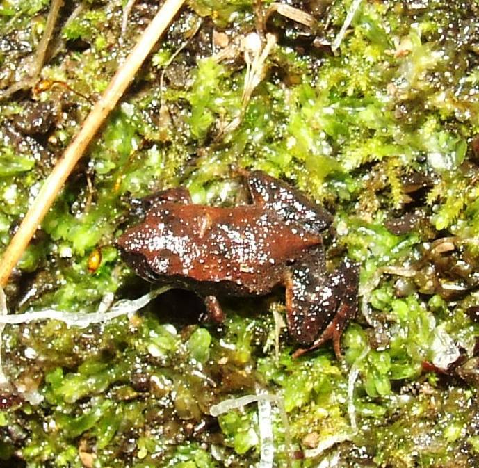 Rosy Ground Frog