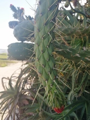 Austrocylindropuntia subulata