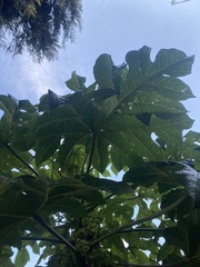 Vasconcellea pubescens