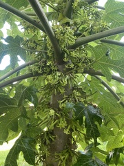 Vasconcellea pubescens