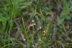 Juncus pelocarpus