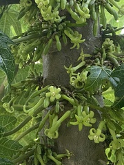 Vasconcellea pubescens