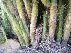 Austrocylindropuntia subulata
