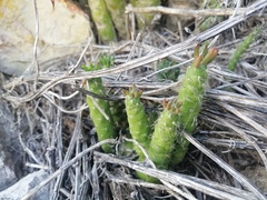 Austrocylindropuntia subulata