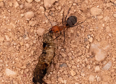 Formica obscuripes
