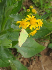 Senecio ampullaceus