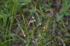 Juncus pelocarpus