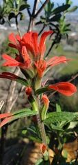 Castilleja affinis affinis