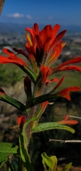 Castilleja affinis affinis