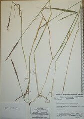 Elymus hyperarcticus