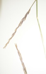 Elymus hyperarcticus