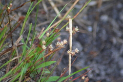Juncus pelocarpus
