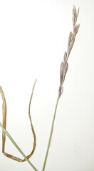 Elymus hyperarcticus