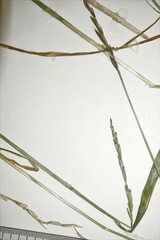 Elymus hyperarcticus