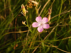Dianthus pallens