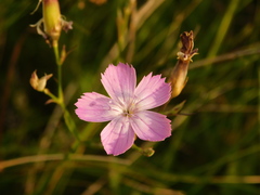 Dianthus pallens