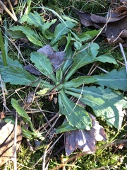 Erigeron philadelphicus