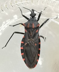 Panstrongylus megistus