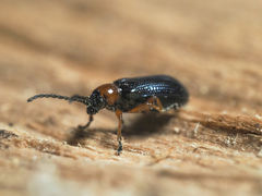 Oulema melanopus
