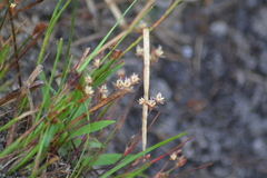 Juncus pelocarpus
