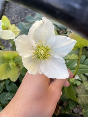 Ranunculoideae