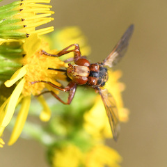 Sicus ferrugineus
