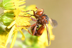 Sicus ferrugineus