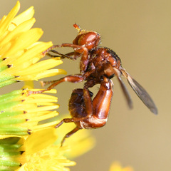 Sicus ferrugineus