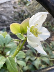 Ranunculoideae