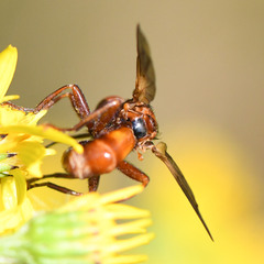 Sicus ferrugineus