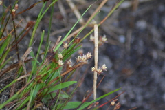 Juncus pelocarpus