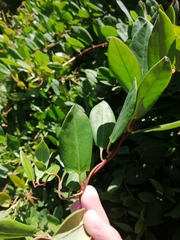 Muehlenbeckia hastulata