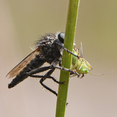 Dysmachus trigonus