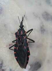 Panstrongylus megistus